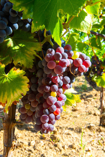 Uvas maduras de vino de cariñena negro o azul que utilizan para la elaboración de rosa o vino tinto listo para cosechar en viñedos en Cotes de Provence, región Provenza, sur de Francia de cerca - Foto, imagen