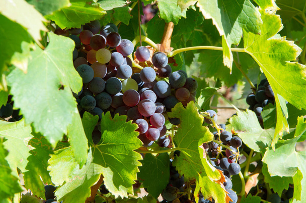 Érett fekete vagy kék karignán bor szőlő felhasználásával, hogy rózsa vagy vörösbor készen áll a szüret szőlőültetvények Cotes de Provence, régió Provence, Dél-Franciaország közeli - Fotó, kép