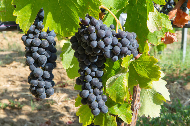 Zralé černé nebo modré carignan moštové hrozny pro výrobu růže nebo červené víno připravené k sklizni na vinicích v Cotes de Provence, region Provence, jižní Francie zavřít - Fotografie, Obrázek