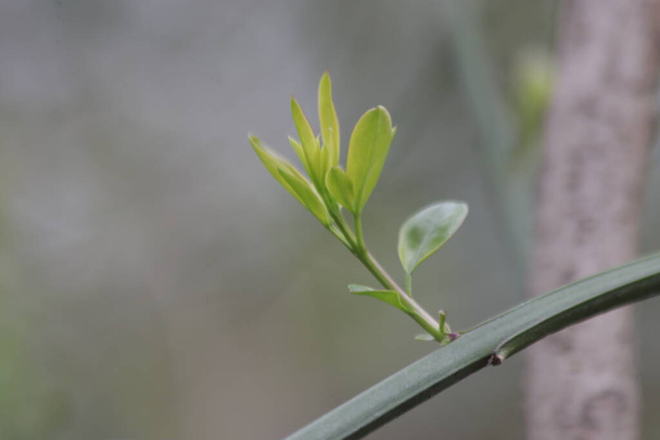Bimbózó zöld levelek tavasszal, új évszak közeleg, növekvő évszak, új kör kezdődik - Fotó, kép