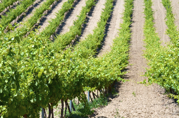 vineyard - Photo, Image