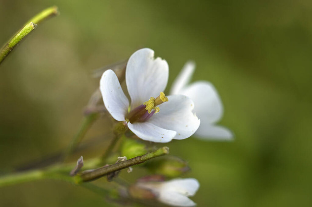 Small white flower with yellow stamens. Spring flower from the Mediterranean area. - Photo, Image