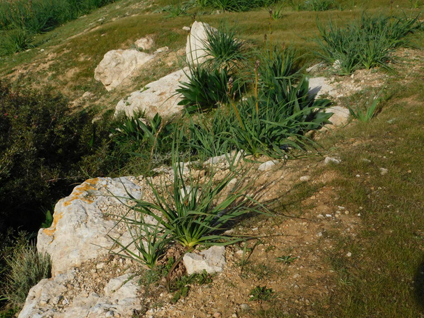 Asphodelus aestivus plants, believed to be food of the dead, on the burial mound, or tymbos, of the Greeks killed during the famous sea battle of 480 BC, on the island of Salamis, Greece - Photo, Image
