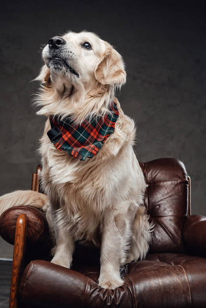 Domestic trained dog wearing neck scarf and sitting on a armchair - Фото, зображення