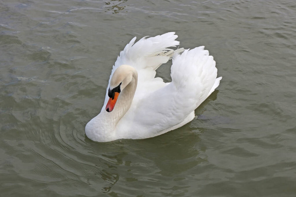 hermoso cisne nadando en aguas oscuras. - Foto, Imagen