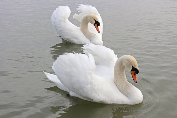beautiful Swans swimming in dark waters. - Photo, Image