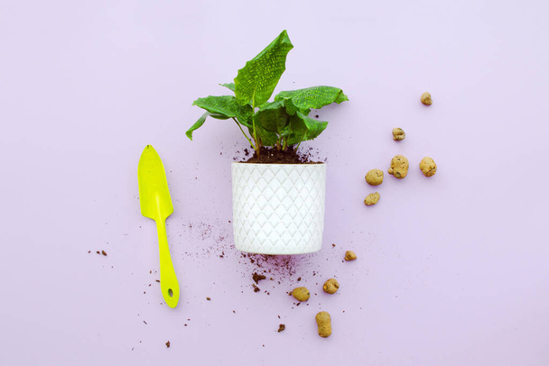 planting a houseplant in a ceramic pot - Fotó, kép