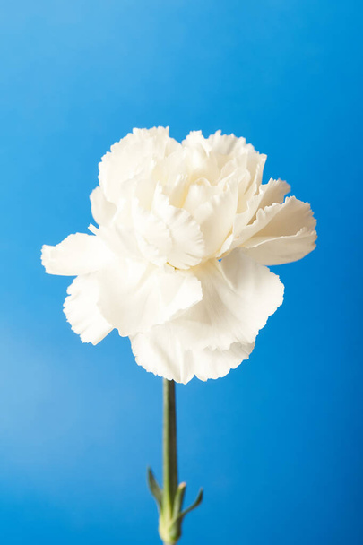   青の背景に美しい白のダイアナボルの花                                  - 写真・画像