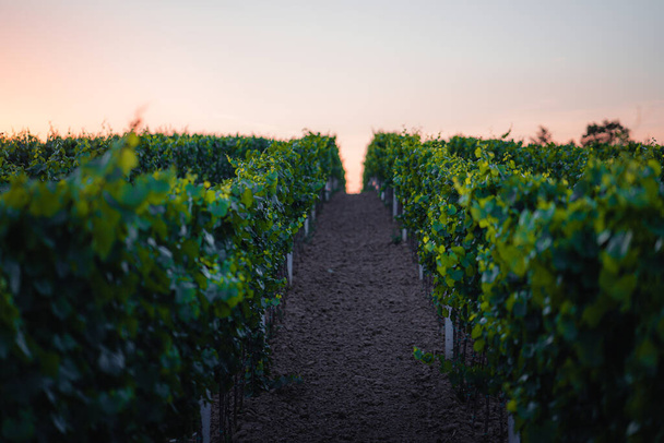 Sunset in a vineyard in South Moravia, Czech Republic - Photo, Image
