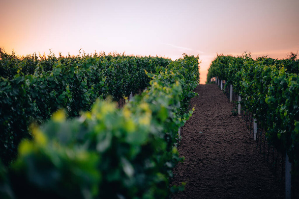Sunset in a vineyard in South Moravia, Czech Republic - Photo, Image