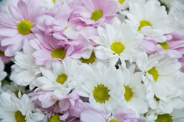 Las flores, flores de crisantemo fondo de pantalla.fondo de flores de color blanco brillante y rosa. Tarjeta de felicitación. Plantilla creativa para texto - Foto, Imagen
