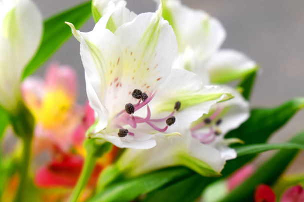Hermosas flores de alstroemeria blanca o Lirio de los Incas con hojas verdes y fondo borroso. - Foto, imagen