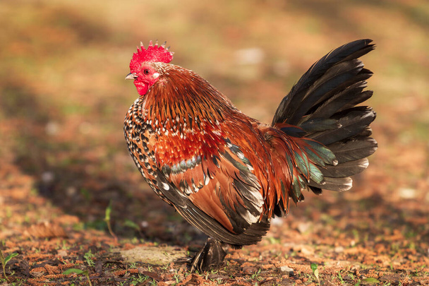 Beautiful colorful ornamental little rooster. He has a red comb and a lobe. - Photo, Image