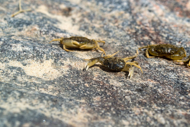 The crabs on a stone background. Macro shot. - Photo, Image