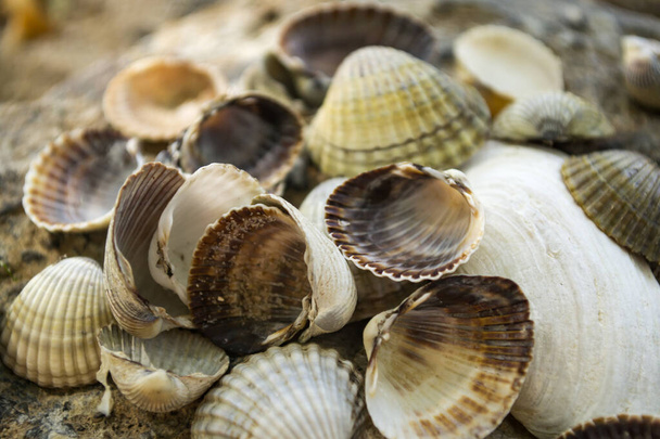 Mollusk shells. Seashells background. Texture of seashells, close up. - Photo, Image