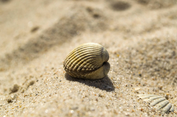 Closed seashell on the sand. Close up. - Фото, зображення
