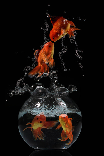 Aranyhal ugrás aquariuam fekete háttér - Fotó, kép