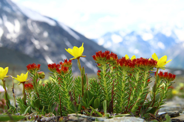 Άγρια κόκκινα και κίτρινα λουλούδια μεγαλώνουν σε πέτρες ψηλά στα βουνά στο Altai στο πέρασμα Karatyurek, στο βάθος χιονισμένες πλαγιές βουνών, θολή φόντο, καλοκαίρι, ηλιόλουστη - Φωτογραφία, εικόνα