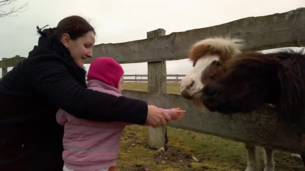 Caballo islandés dentro de un redil de caballo, siendo alimentado con zanahorias por una madre y su hijita. Es un día gris de otoño. 1080p - Metraje, vídeo