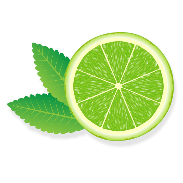 Lime Slice Illustration für Web isoliert auf weißem Hintergrund - Vektor, Bild