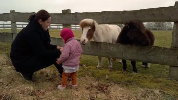 Islandpferd in einer Pferdeklappe, das von einer Mutter und ihrer kleinen Tochter mit Karotten gefüttert wird. Es ist ein grauer Herbsttag. 1080p - Filmmaterial, Video