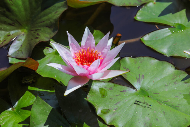 Lotus květ se zelenými listy na vodě zblízka - Fotografie, Obrázek