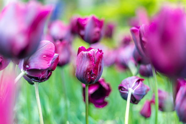 Tulipanes morados. Grupo de flores púrpuras. Jardines de Madrid cubiertos de flores. Botánica - Foto, imagen