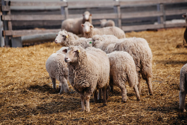 Flock of sheep in an open stall in the farm. - Φωτογραφία, εικόνα