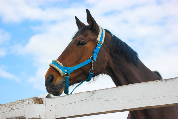 Prachtig bruin paardenportret tegen een blauwe lucht met een blauw hoofdstel knagend in de mond. Een prachtig Arabisch paard dat in een kraal staat. Boerderijdier op de ranch. Plaats voor tekst. - Foto, afbeelding