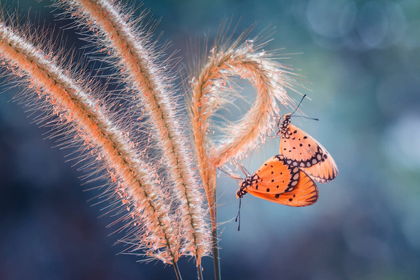 Цей прекрасний і елегантний метелик є відмінністю від дуже страшної гусениці, і займає кілька днів, щоб обробити гусеницю, яка спочатку була такою страшною, що перетворилася на прекрасного метелика, це є дивовижна сила Бога.. - Фото, зображення