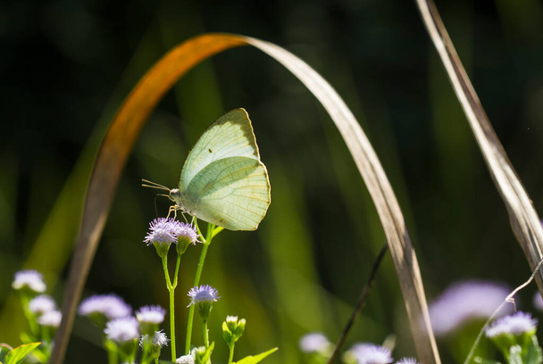 この美しくエレガントな蝶はかなり恐ろしい冬虫夏草からの変更です、それは最初はとても美しい蝶に恐ろしいされた冬虫夏草を処理するために数日かかります、それは特別な神の力です. - 写真・画像