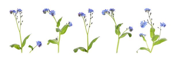 Set with beautiful tender forget me not flowers on white background. Banner design  - Foto, imagen