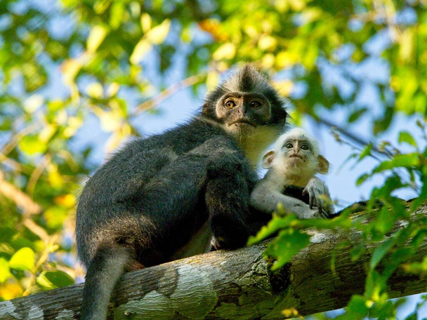 Closeup of cute mother and white baby Thomas Leaf Monkey (Presbytis thomasi) in Bukit Lawang, Sumatra. - Photo, Image