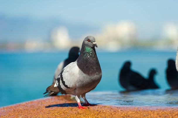 Un piccione colomba è seduto su una fontana con altre colombe sullo sfondo - Foto, immagini