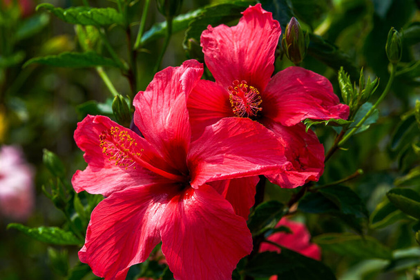 Lähikuva kirkkaasti kukkiva vaaleanpunainen Zhu Jin kukka, Hibiscus rosa-sinensis Linn. - Valokuva, kuva