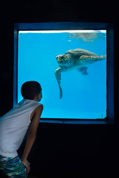 Children looking at large turtles in a large aquarium - turtle poses for photo. - Photo, Image