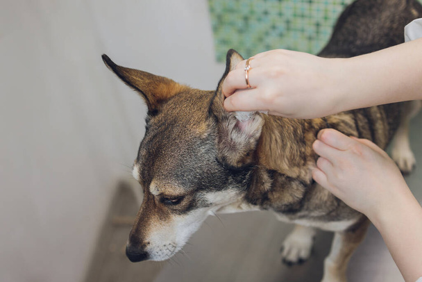 Vet examines the dogs ears in his office. - 写真・画像