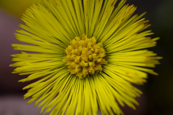 Coltsfoot jaune unique (Tussilago Farfara) au début du printemps. Coltsfoot fleur fermer. Macro. Concentration sélective. - Photo, image
