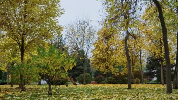 Krásná příroda v podzimním parku. Stromy se měnícími se barvami listí venku. - Záběry, video