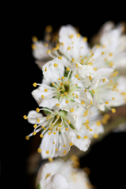 Flor blanca flor prunus aviun close up familia rosácea botánica moderna alta calidad tamaño grande imprimir - Foto, imagen