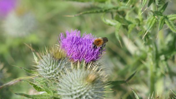 Yazın Uk 'ta bir tarlada İskoç Thistle - Fotoğraf, Görsel