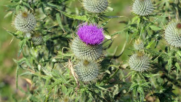 Scottish Thistle in a field in summer in Uk - Photo, Image