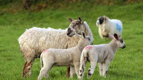 Ovejas y corderos al sol en un campo en Irlanda  - Foto, Imagen