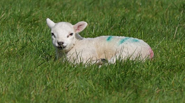 İrlanda 'da bir tarlada koyun ve kuzular güneşleniyor.  - Fotoğraf, Görsel