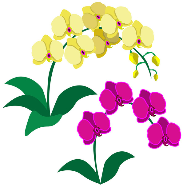Žluté a růžové orchideje, izolované na bílém pozadí. Clipart, vektor. - Vektor, obrázek