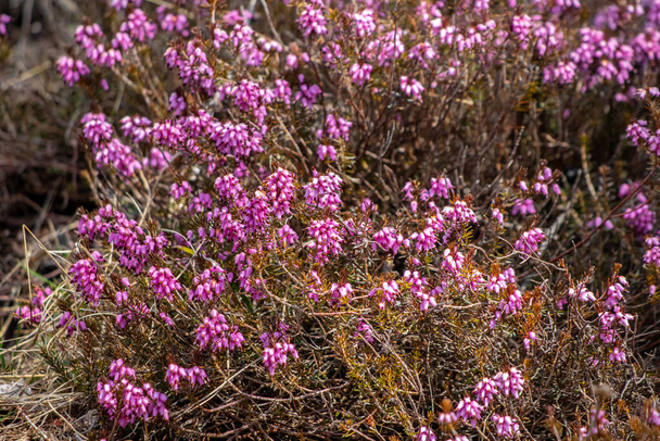Erica carnea growing in mountains, close up - Photo, Image