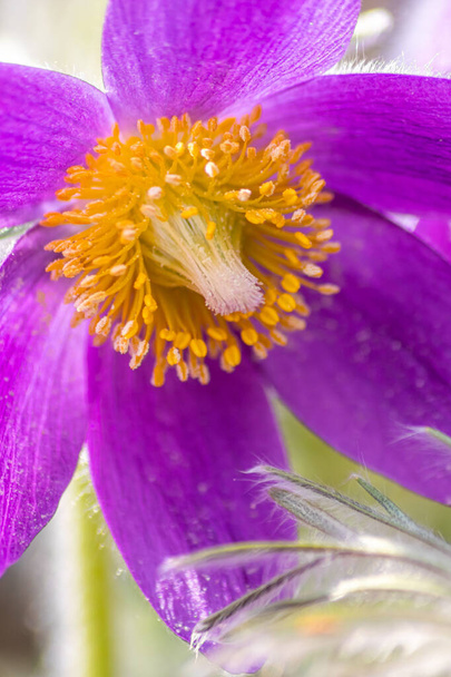 Pulsatilla pasqueflower europea con petali rosa e viola e pistilli gialli in primavera il sole accoglie la primavera e mostra protezione ambientale e un ambiente sano in scene idilliache del giardino - Foto, immagini