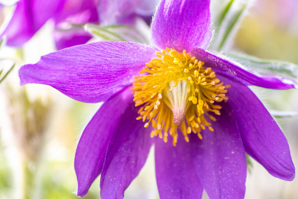 Европейский пасхальный пульсатилла с розовыми и фиолетовыми лепестками и желтыми пестиками в весенний солнечный свет приветствует весну и показывает защиту окружающей среды и здоровую окружающую среду в идиллических сценах сада - Фото, изображение