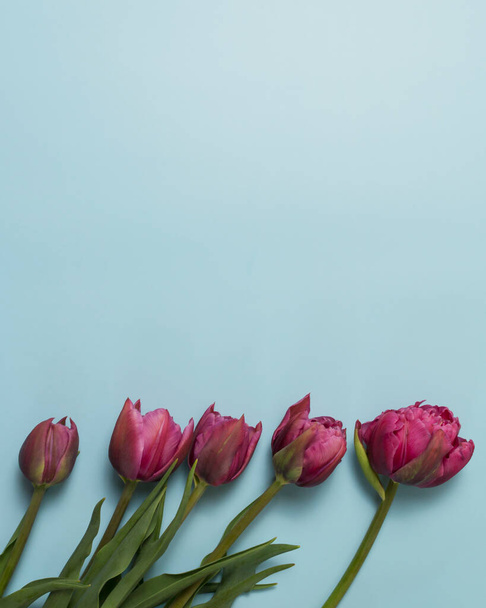 Greeting card with pink tulips on blue background  - Photo, Image