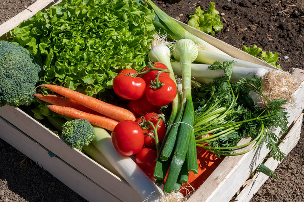 seasonal vegetables in a wooden crate  - Фото, изображение